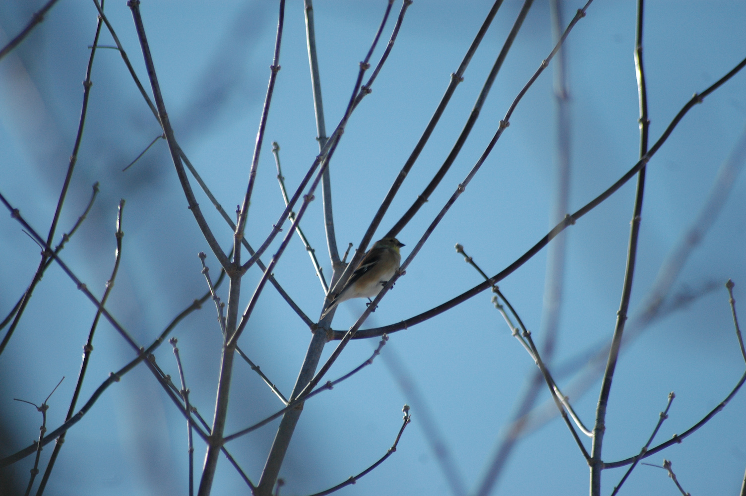 Pine warbler?