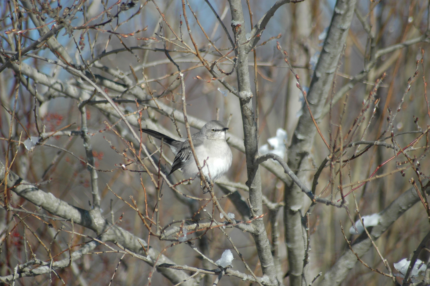 Northern mockingbird