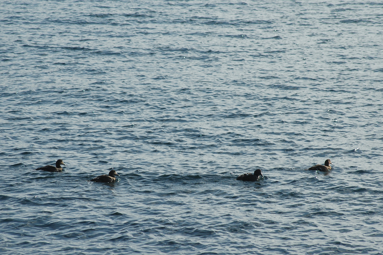 Common eiders and mallards