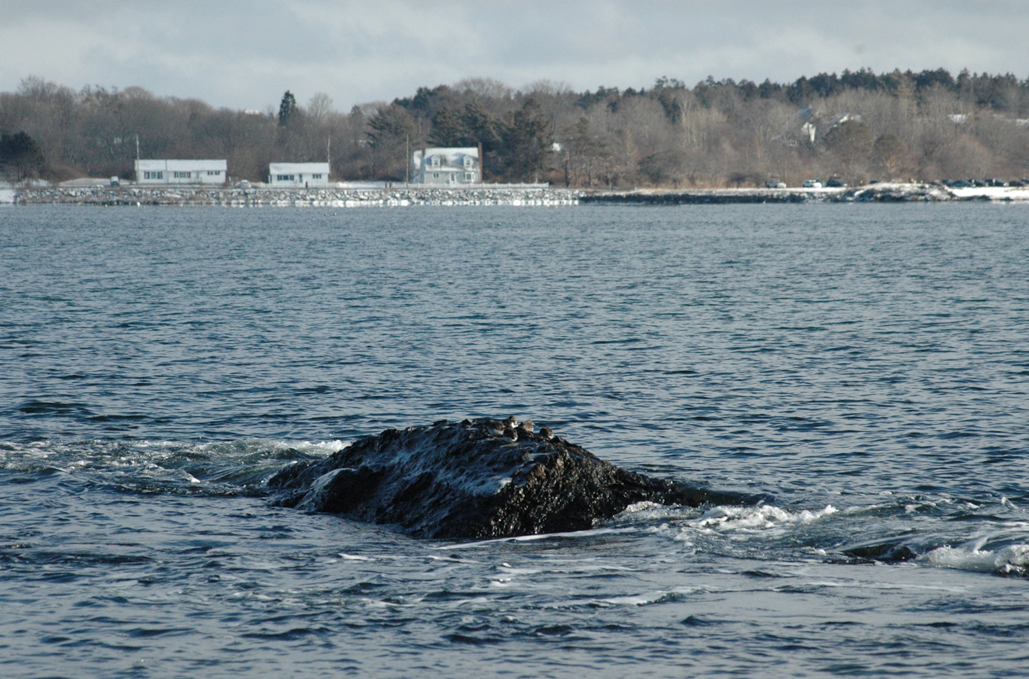 Not rocks, but birds!