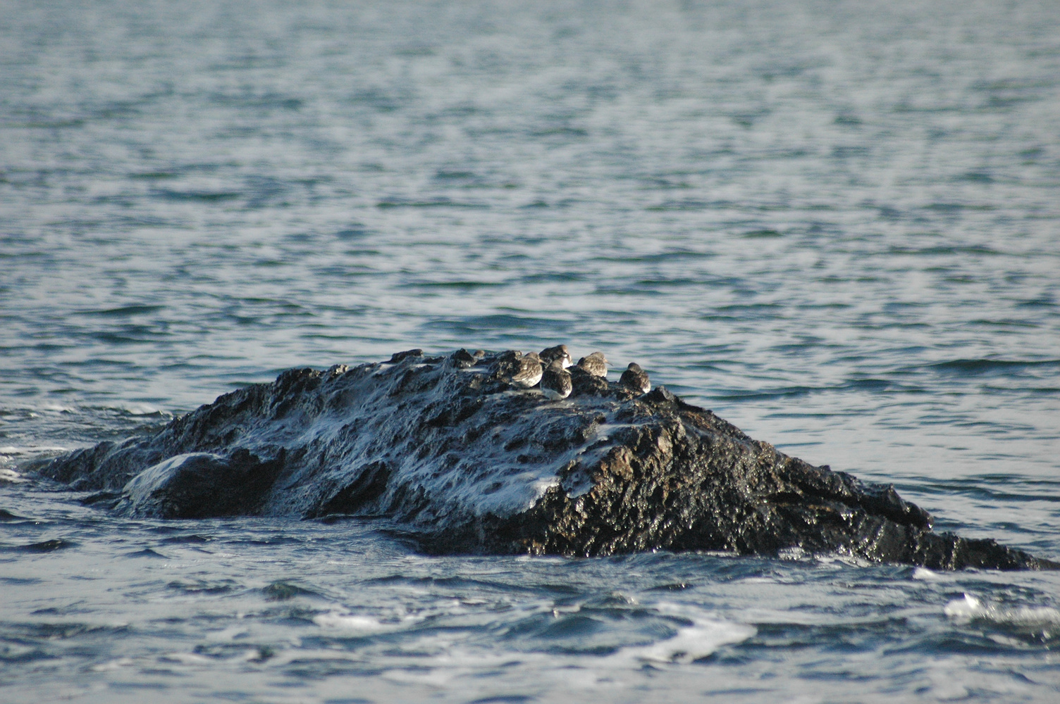 The rock-birds, close up