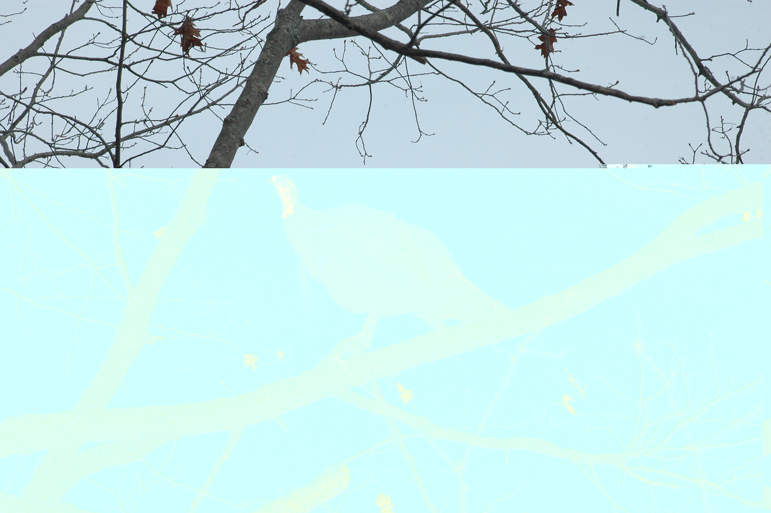 A wild turkey, in a tree