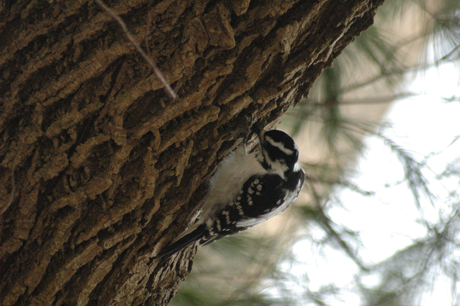 Downy woodpecker