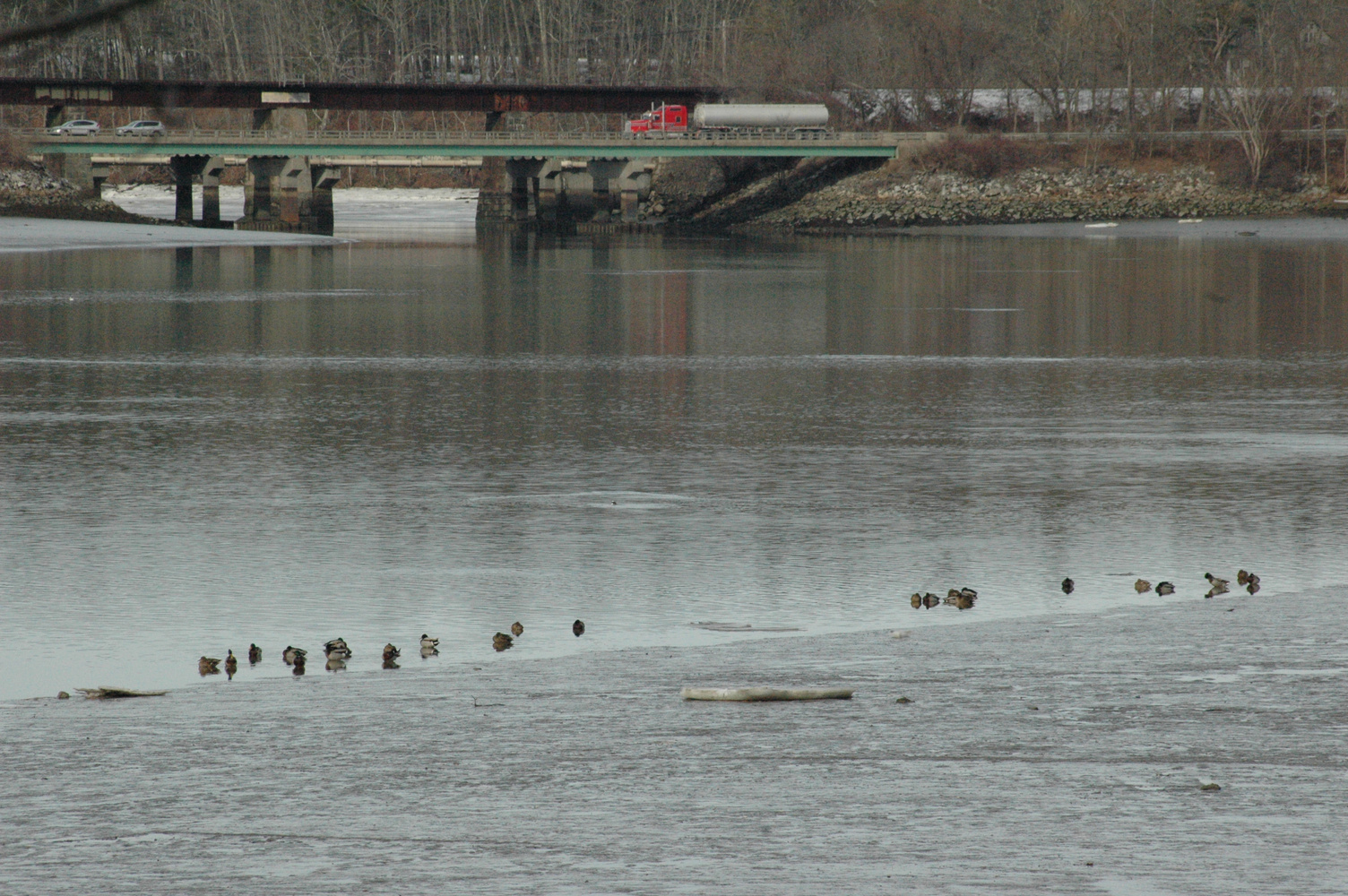 Mallards and the highway