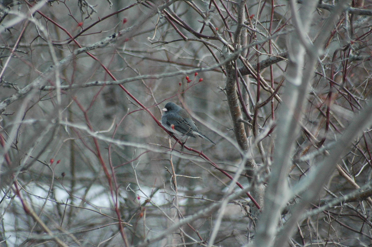 Junco in a tree