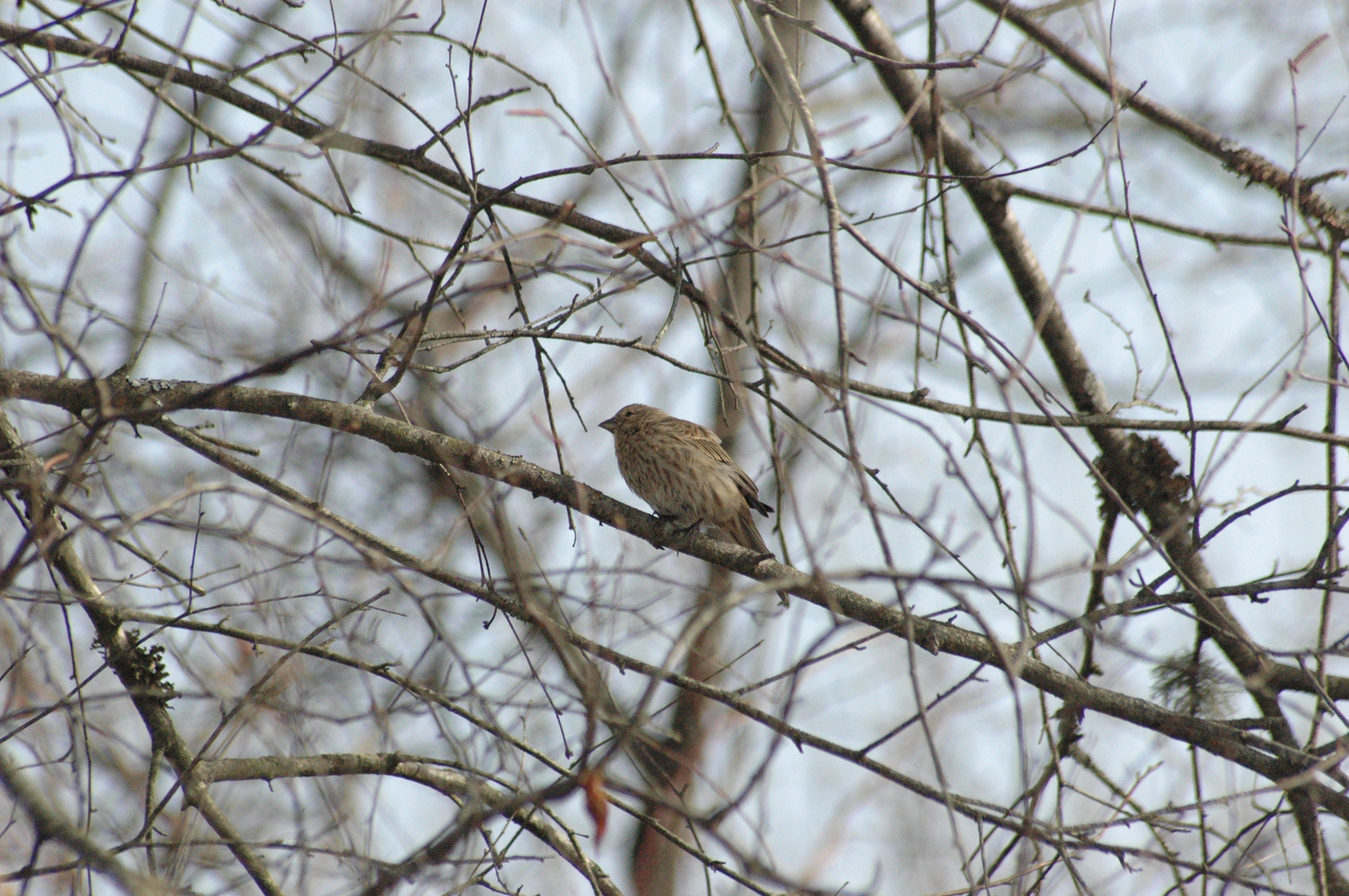 Sparrow in a tree